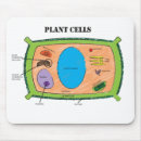 Recherche de cellule tapis souris Biologie