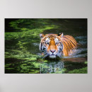 Recherche de nature photography art Wildlife