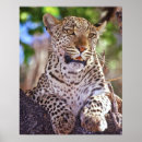 Recherche de felids Léopard