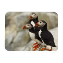 Recherche de macareux atlantique magnets Oiseau marin