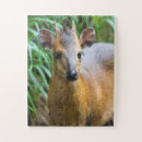 Recherche de zoologie Faune