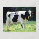 Recherche de vache laitière cartes postales Ferme