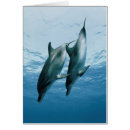 Recherche de image de dauphin cartes postales Adant