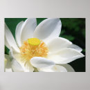 Recherche de floraison posters Jardin