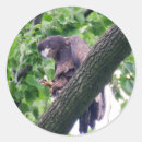 Recherche de aigle chauve autocollants Nature