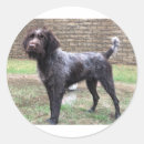 Recherche de pointage Griffon