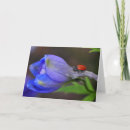 Recherche de delphiniums Pied d'alouette