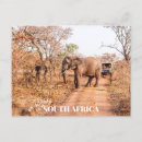 Recherche de safari africain cartes postales Éléphant