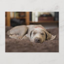 Recherche de animaux de bébé cartes postales Chiot