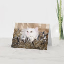 Zoek naar witte perzische kat kaarten Schattig