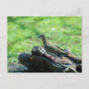 Zoek naar scharnier briefkaarten Vogel