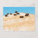Recherche de ouest américain cartes postales Animal