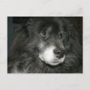 Recherche de chow chow cartes postales Race