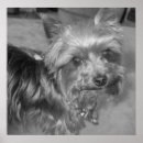Zoek naar nonsens posters Hond