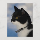 Recherche de profil chat cartes postales Chats