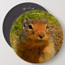 Recherche de terrestre badges Photographie de la faune