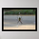Recherche de arachnide art Web