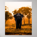 Zoek naar van olifanten posters Zonsondergang