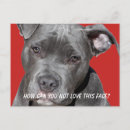Recherche de photo de chien cartes postales Dogs