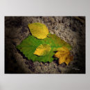 Zoek naar esdoorns posters Herfst