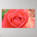 Zoek naar tropicana Roze