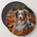 Recherche de berger australien badges Dog