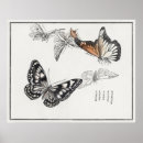 Zoek naar vlinder illustratie posters Vintage