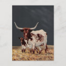 Zoek naar runderen briefkaarten Boerderij