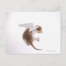 Recherche de chat domestique cartes postales Horizontal