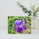 Recherche de iris bleu cartes postales Printemps