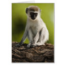 Zoek naar vervet monkeys briefkaarten Kenya