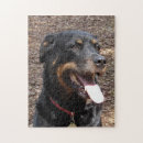 Zoek naar rottweiler puzzels Rottie