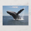 Zoek naar walvis briefkaarten Bultrug