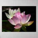 Zoek naar witte lotusbloem posters Natuur