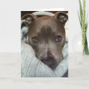 Recherche de chien pitbull vœux cartes Pittie
