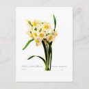 Recherche de narcisses cartes postales Jardin