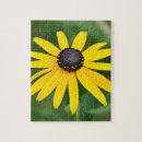 Recherche de black eyed susan Marguerie