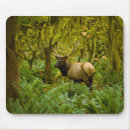 Recherche de forêt tropicale tapis souris Faune