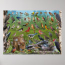 Zoek naar cardinal bird kunst Vogels