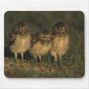 Recherche de habitat tapis souris Personne