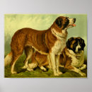 Recherche de bernards de st Animal de compagnie