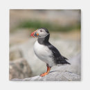 Recherche de oiseau macareux magnets Nature