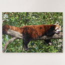 Zoek naar panda puzzels Azië