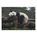 Recherche de panda photographie Bambou