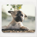 Recherche de chiot berger allemand tapis souris Bébé