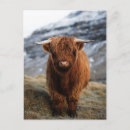 Recherche de scottish highland cartes postales Vache