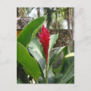 Zoek naar gember plant posters Rood