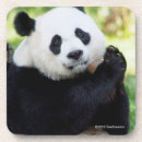 Recherche de pandas mignons dessous de verres Photographie animale