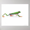 Recherche de blooded art Amphibie