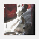 Recherche de levrier magnets Italien